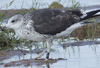 1cy fuscus in August, ringed in Finland. (81365 bytes)